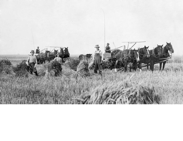 Pit Ponies - Ghosts Of The Coal Mines | Horse Journals